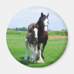 Aimant Clydesdale et Filly