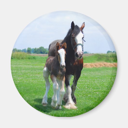 Aimant Clydesdale et Filly (Devant)