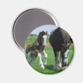 Aimant clydesdale et filly (Recto/Verso)