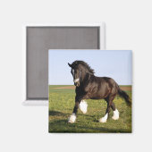 Aimant Clydesdale Horse (Recto/Verso)