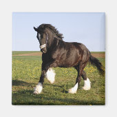Aimant Clydesdale Horse (Devant)
