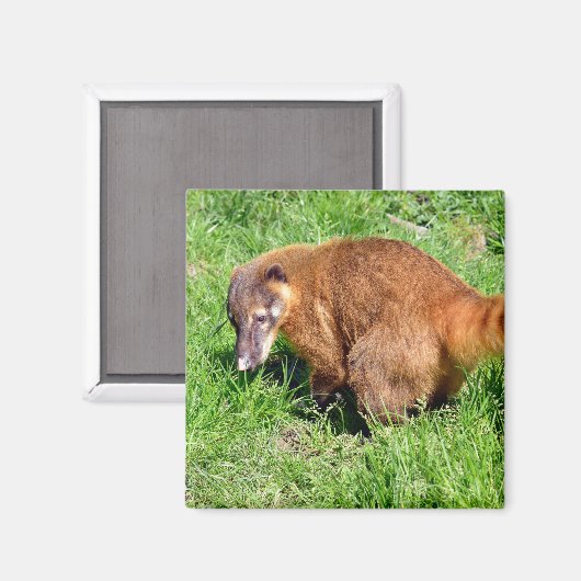 Aimant Coati à queue de ceinture sur l'herbe (Recto/Verso)