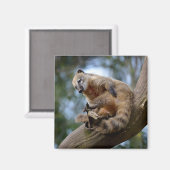 Aimant Coati sud-américain en succursale (Recto/Verso)