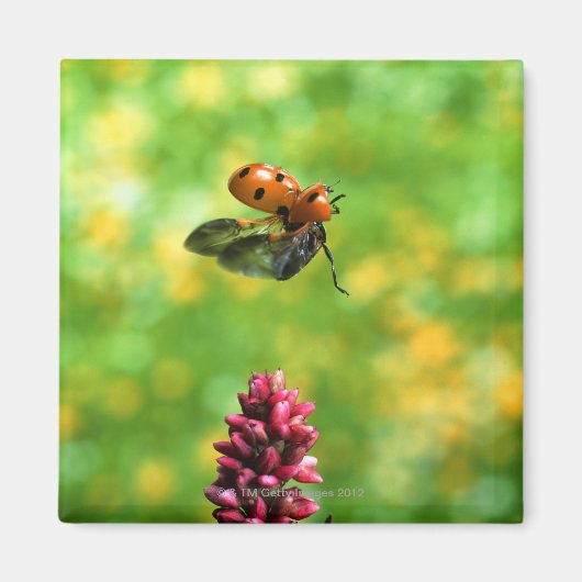 Aimant coccinelle (Devant)