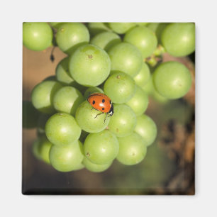 Aimant Coccinelle en gros plan sur des raisins verts de P