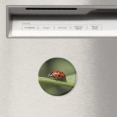Aimant Coccinelle Insecte (In Situ (Lave-vaisselle))
