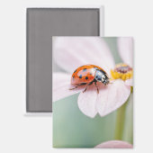 Aimant Coccinelle Nature Coloré Faune Sérénité Tranquille (Recto/Verso)