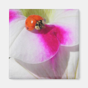 Aimant Coccinelle sur l'aimant de pétunia