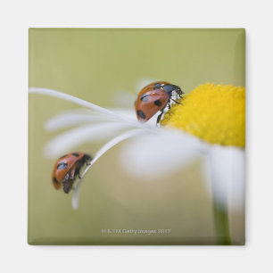 Aimant Coccinelles sur une marguerite des prés, Biei,