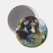 Aimant Cochin argenté Laced Cochin dans le cadre du studi (Recto/Verso)