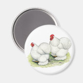 Aimant Cochin : Bantams blancs (Recto/Verso)
