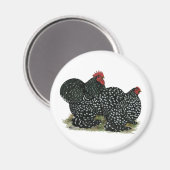 Aimant Cochin Mottled (Recto/Verso)