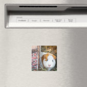 Aimant Cochon de Guinée (In Situ (Lave-vaisselle))