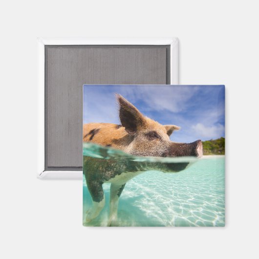Aimant Cochon de natation d'Exuma (Recto/Verso)