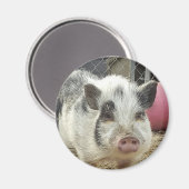 Aimant cochon ventre (Recto/Verso)