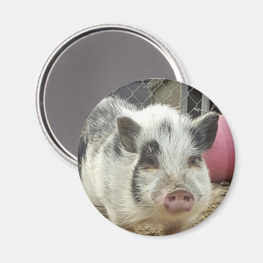 Aimant cochon ventre (Recto/Verso)