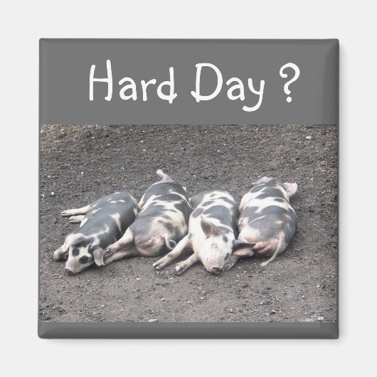 Aimant Cochons (Devant)