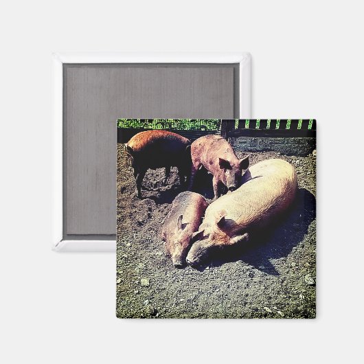 Aimant Cochons, serrés dans la boue (Recto/Verso)