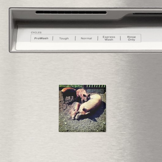 Aimant Cochons, serrés dans la boue (In Situ (Lave-vaisselle))