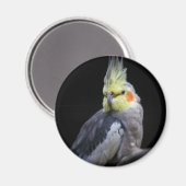 Aimant Cockatiel (Recto/Verso)