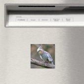 Aimant Cockatiel budgerigar perché sur la carte postale T (In Situ (Lave-vaisselle))