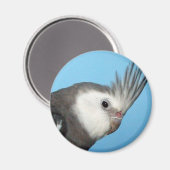 Aimant Cockatiel Homme Whiteface (Recto/Verso)
