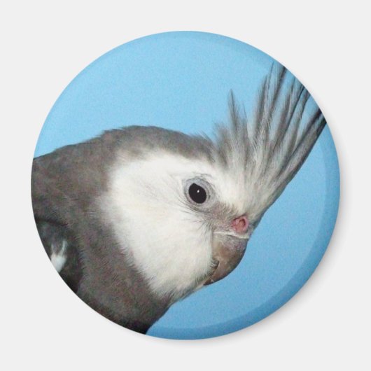 Aimant Cockatiel Homme Whiteface (Devant)