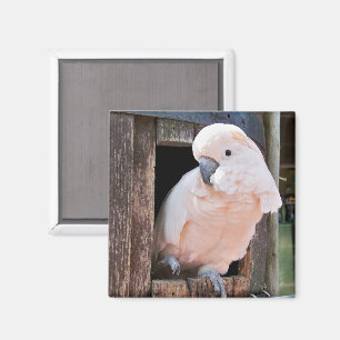 Aimant Cockatoo Moluccan