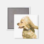 Aimant Cocker Spaniel (Recto/Verso)
