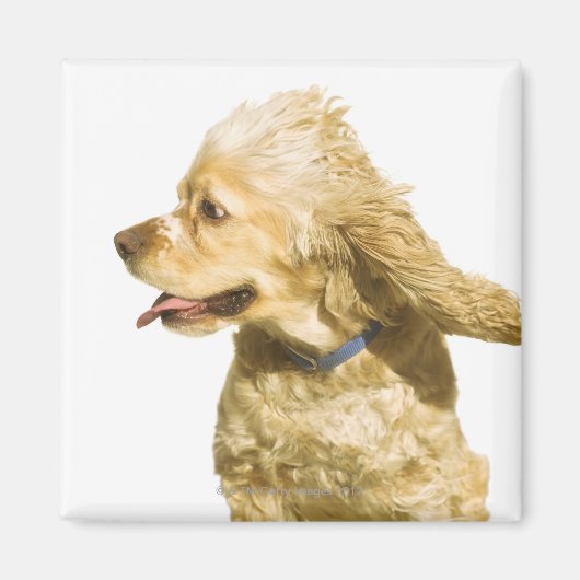 Aimant Cocker Spaniel (Devant)