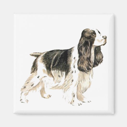Aimant Cocker Spaniel (Devant)