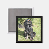 Aimant Cocker Spaniel Color Photo (Recto/Verso)