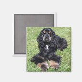 Aimant Cocker Spaniel Photo (Recto/Verso)