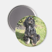 Aimant Cocker Spaniel Photo (Recto/Verso)