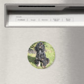 Aimant Cocker Spaniel Photo (In Situ (Lave-vaisselle))