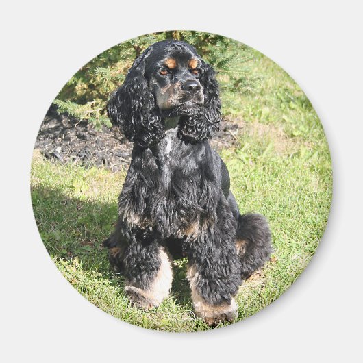 Aimant Cocker Spaniel Photo (Devant)
