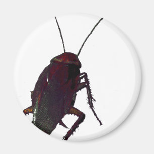 Aimant Cockroach croquant