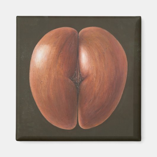 Aimant Coco de Mer Maldives 2012 (Devant)