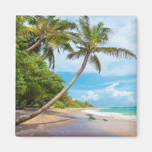 Aimant Cocout Palm, plage de Mirissa   Sri Lanka