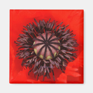 Aimant coeur de velours