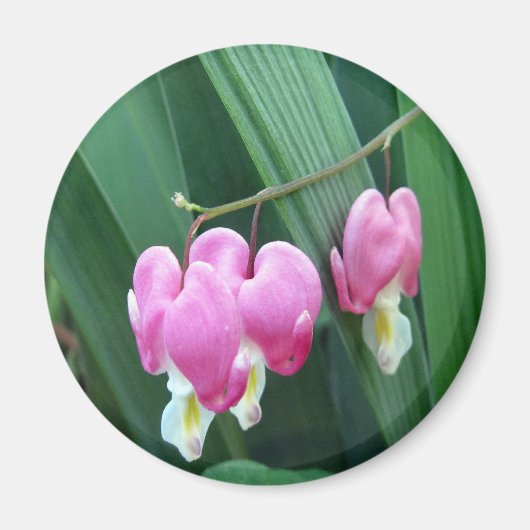 Aimant Coeurs saignants (Devant)