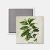 Aimant Coffea Arabica (Recto/Verso)