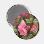 Aimant Cognassier à fleurs roses de printemps (Recto/Verso)