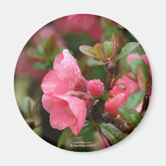 Aimant Cognassier à fleurs roses de printemps (Devant)