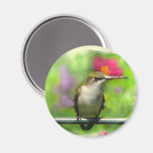 Aimant Colibri (Recto/Verso)