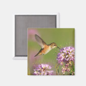 Aimant Colibri (Recto/Verso)