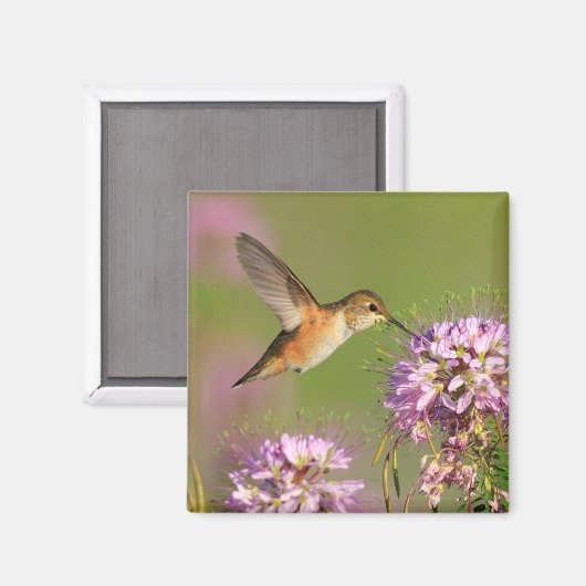 Aimant Colibri (Recto/Verso)