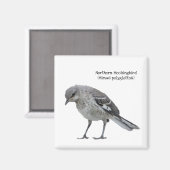 Aimant Colibri (Recto/Verso)