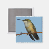 Aimant Colibri. (Recto/Verso)