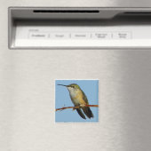 Aimant Colibri. (In Situ (Lave-vaisselle))